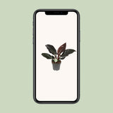 Philodendron Imperial rouge en pot Ø19 cm