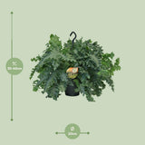 Phlebodium Davan - Ø20cm - ↕40cm
