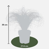 5x - Carex Mix - ↨30cm - Ø14
