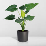 Alocasia Cucullata - Oreille d'éléphant - Ø19cm -↕ 55cm