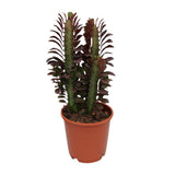 Euphorbia trigona crubra - Ø12cm - ↕40cm