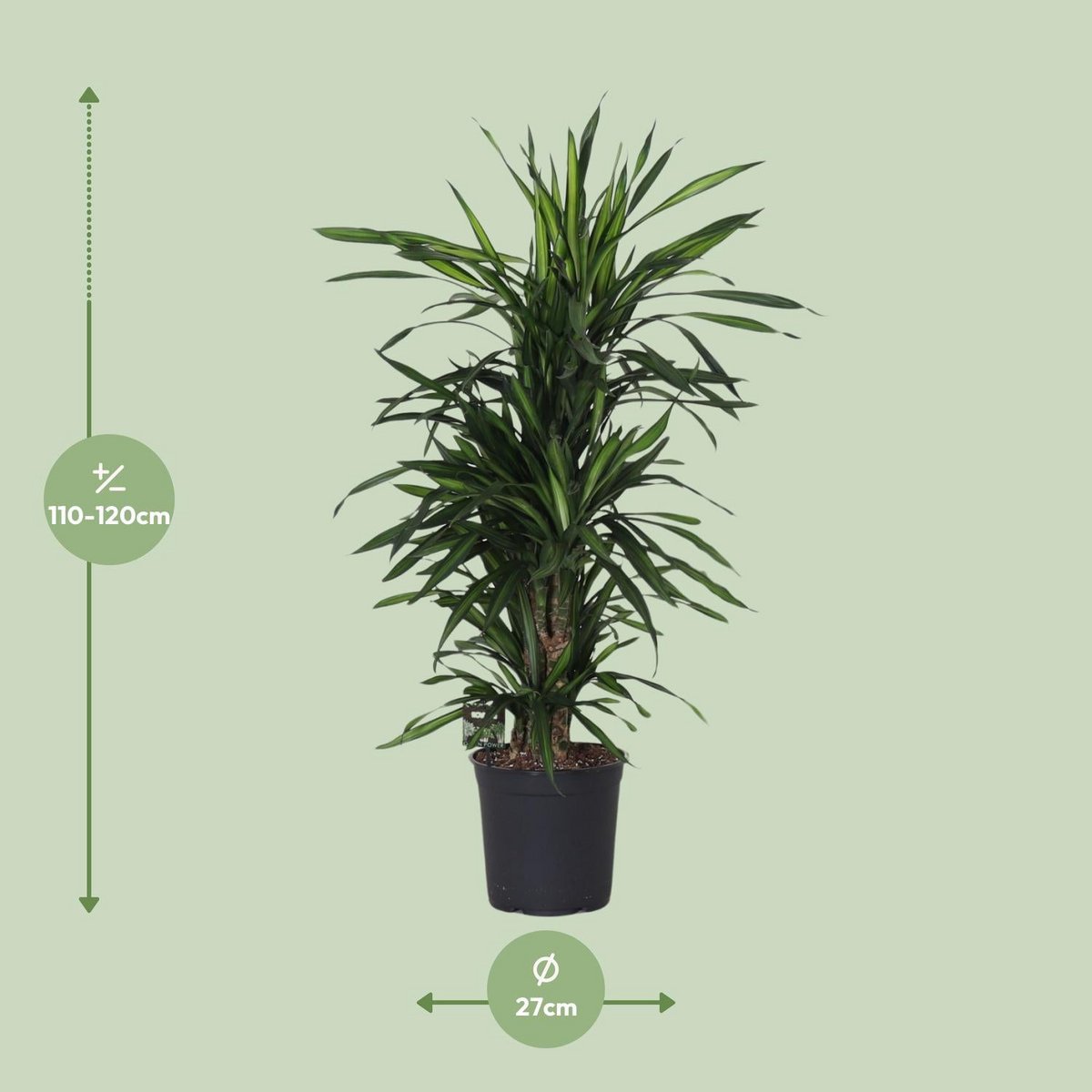 Vue latérale de la Dracaena Frag. Rikii - Élégance naturelle