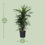Vue latérale de la Dracaena Frag. Rikii - Élégance naturelle