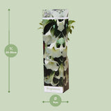 Plante Brugmansia blanche en pot