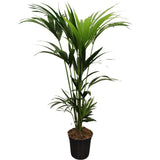 Howea Forstesiana (Kentia) - Plante d'intérieur élégante avec feuillage vert luxuriant