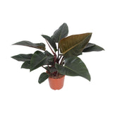 Plante Philodendron Congo diamètre 27 cm hauteur 80 cm