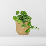 Scindapsus argyraeus en pot de 14 cm