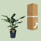 Alpinia Ø21 cm Hauteur 80 cm