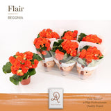 Begonia Reina P14 Dolc'amore® Flair - Ø14cm - ↕31cm