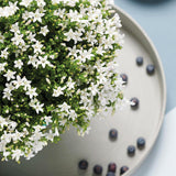 Lot de 12 campanules blanches en pot 12 cm couvre-sol