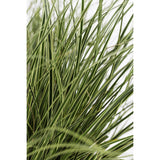 Carex Brunnea 'variata' - Ø14cm - ↕30cm