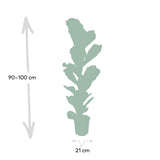 Ficus Lyrata - Plante à caoutchouc - Ø21cm - ↕100cm