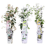 3x - Mélange trachelospermum - ↨65cm - Ø15