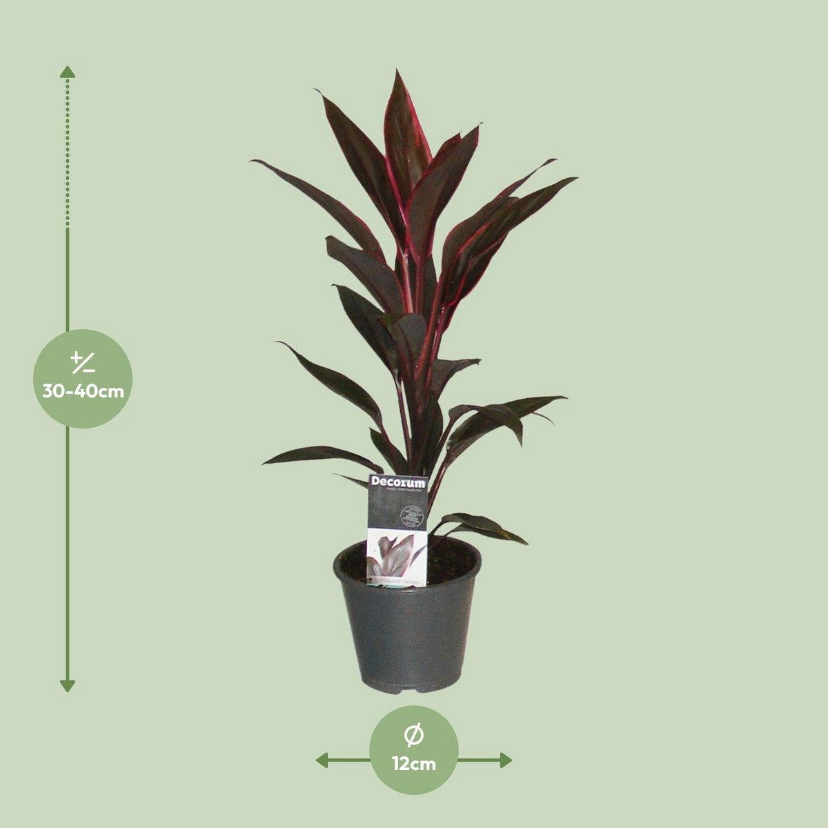 Tango Cordyline - Ø12cm - ↕40cm