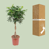 Schefflera Arboricola Compact - Ø27cm - ↕120cm