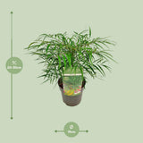 Mahonia Eur. Caresse douce - Ø19cm - ↕25cm