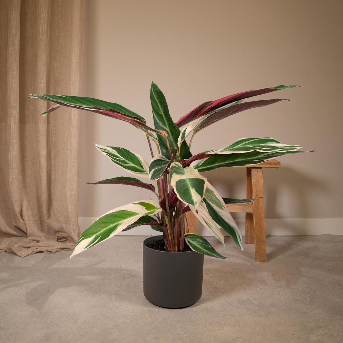 Calathéa Triostar - Ø19cm - ↕70cm