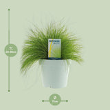 Deschampsia Flexuosa AmiLime - Ø17cm - ↕30cm