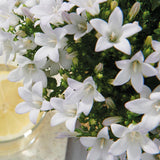 Lot de 12 campanules blanches en pot 12 cm couvre-sol