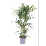 Howea Leinets - Ø24cm - ↕130cm