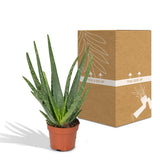 Aloe Vera - Ø12 - ↨40cm