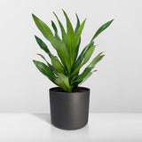 Dracaena Fragrans Vert - Dragonnier - Ø17cm - ↕40cm