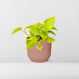 Plante Epipremnum pinnatum Golden Pothos Ø14 cm