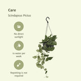 Scindapsus Pictus - Epipremnum - Ø15cm - ↕25cm