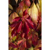 Parthénossus Henryana - Wilde Wingerd chinois - Ø15cm - ↕65cm