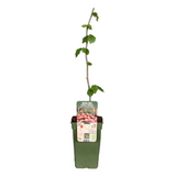 Plante artificielle Corylus rouge Ø19 cm