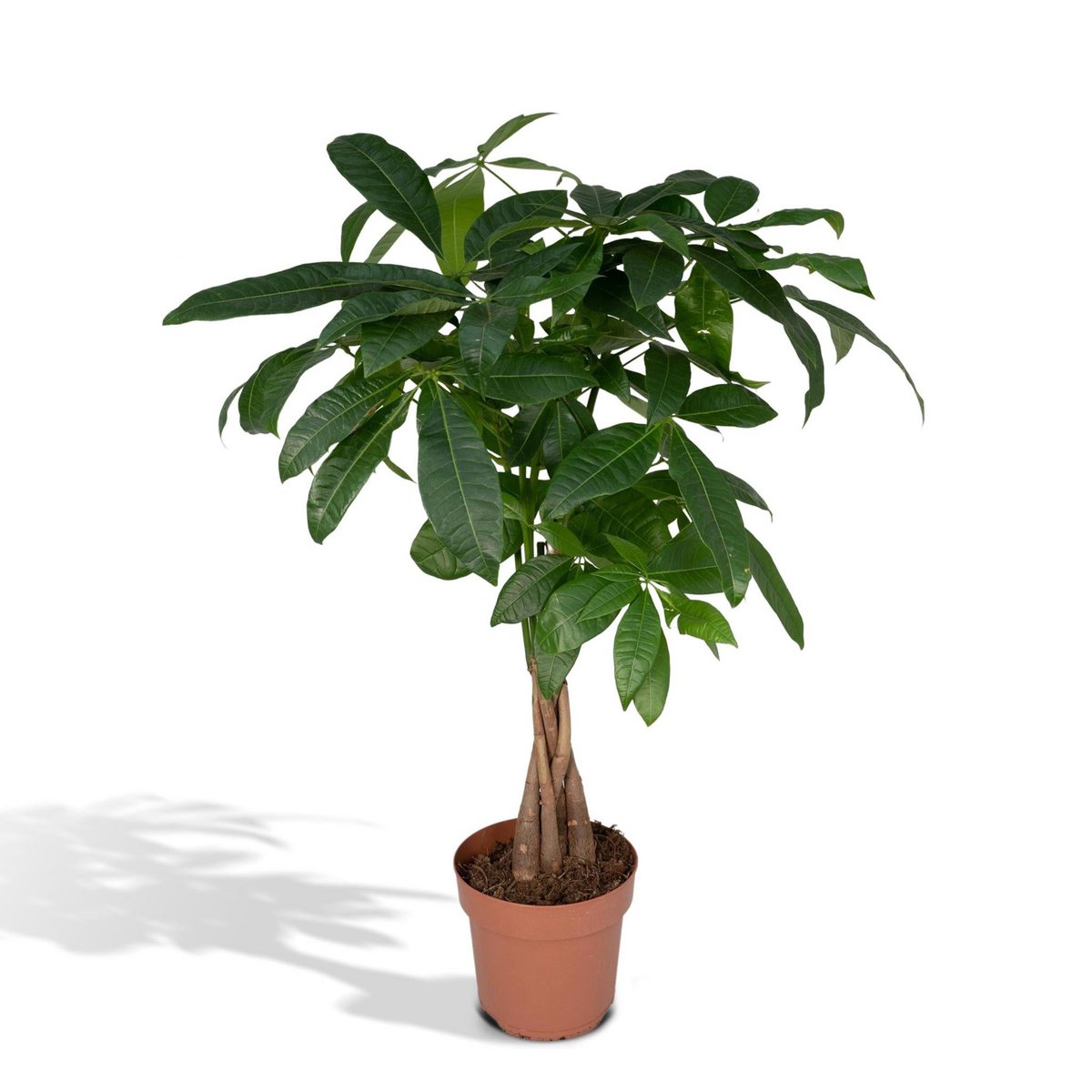 Pachira Aquatica - Arbre d'argent - Feuilles brillantes et luxuriantes