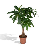 Pachira Aquatica - Arbre d'argent - Feuilles brillantes et luxuriantes