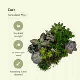 Everpring - Succulent Mix - 18 pièces - 10 cm - Ø8.5
