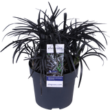 Blackison de la plante Ophiopogon - Ø14cm - ↕30cm