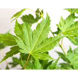 Acer Palmatum passant au vert - Ø13cm - ↕20cm
