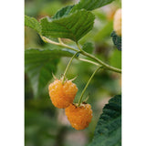 4x - Rubus 'Autumn' Mix - ↨45cm - Ø13