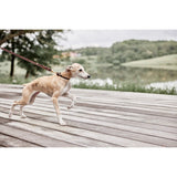 Collier pour chien Robin - Très grand