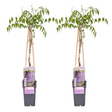 2x - Wisteria Floribunda 'Naga Noda' - ↨65cm - Ø15