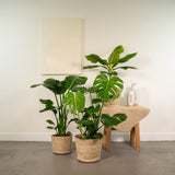 Lot de 3 plantes tropicales variées