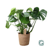 Monstera en panier en osier naturel
