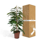 Ficus Amstel King exposé près d'une fenêtre