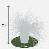 Plante artificielle Festuca glauca bleue