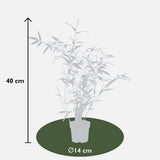 Bambou Phyllostachys 'Bissetii' vert - Ø14 cm - 40 cm