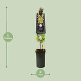 Clematis Country Rose PBR +3.0 Étiquette - Ø17cm - ↕75cm