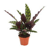 Calathea marqué - Ø12cm - ↕50cm