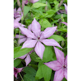 Plante Clematis Giselle rose 15 cm