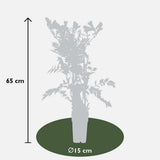 2x - Campsis Summer Jazz 'Trumpet' - ↨65cm - Ø15