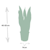 Sansevieria Laurentii - Langue de Dame - Ø14cm - ↕40cm