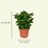 Coffret surprise - 8 plantes d'intérieur diverses - ø12cm - ↕10-25 cm