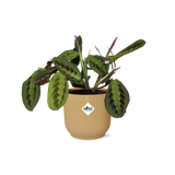 Plante Maranta Leuconeura tricolore Ø14 cm